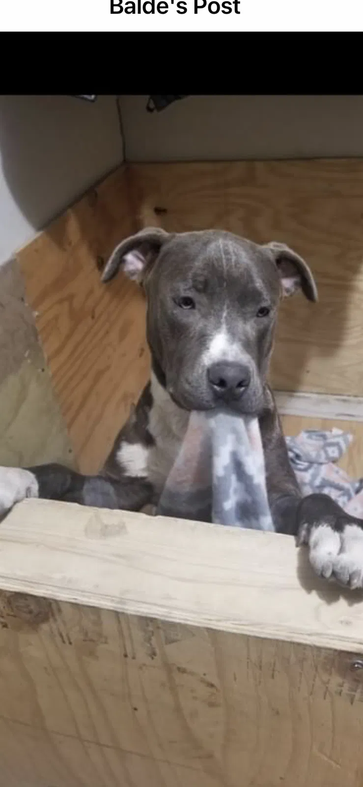 Lost dog in Edinburg, TX, 78539