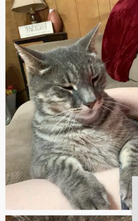 Lost cat in Haltom City, TX, 76117