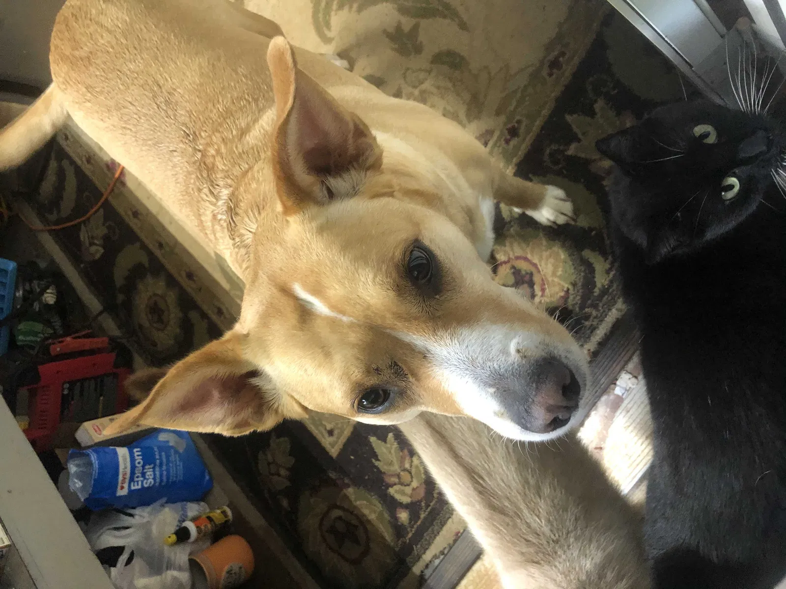 Lost dog in Dahlonega, GA, 30533
