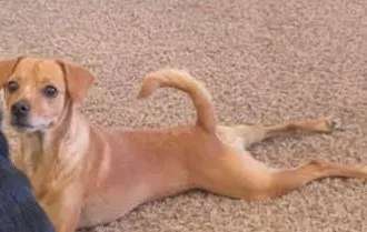 Lost dog in Elk Grove, CA, 95624