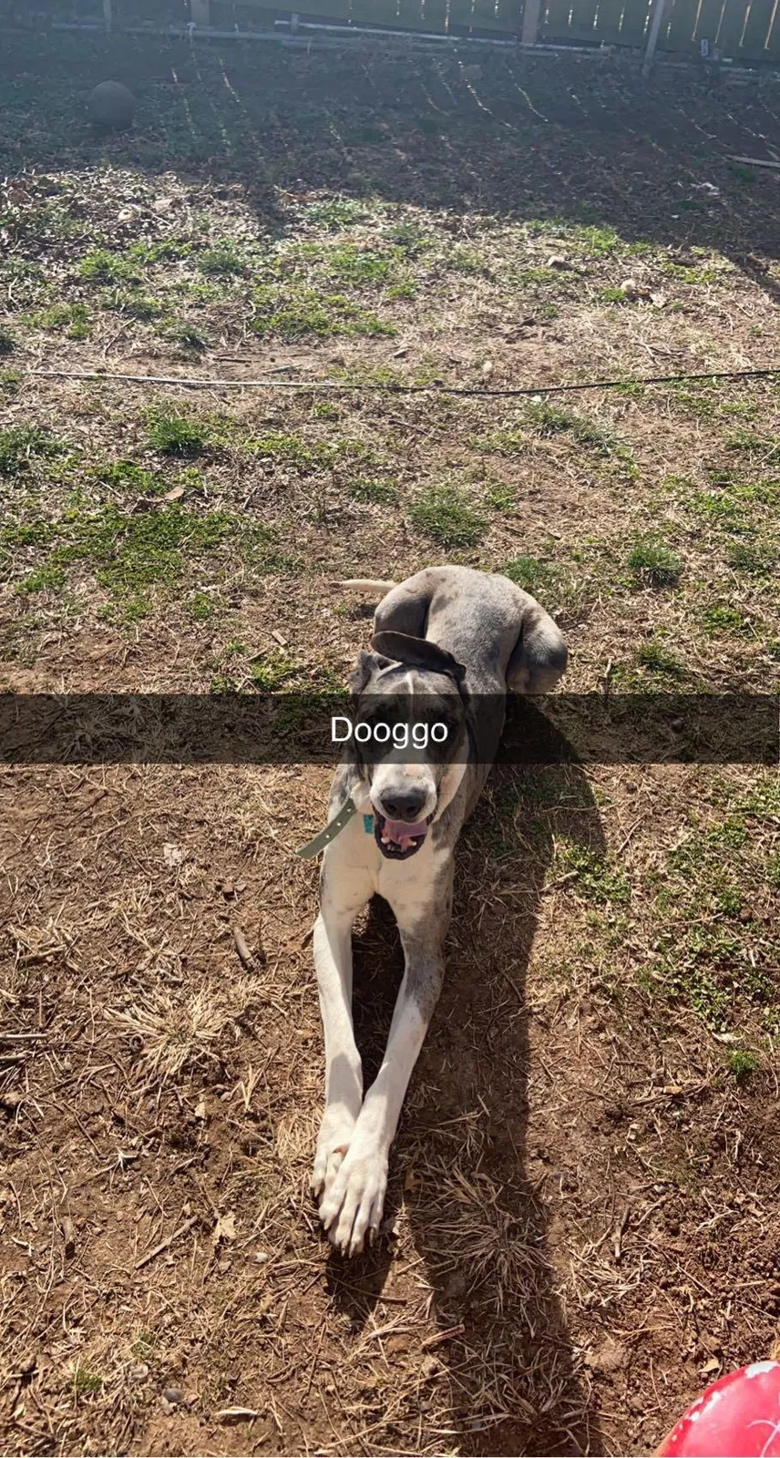 Lost dog in Oklahoma City, OK, 73119