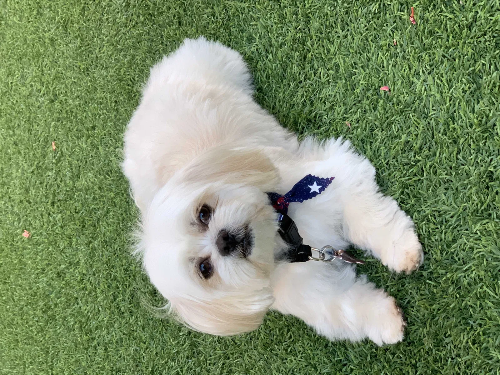 Lost dog in Las Vegas, NV, 89139