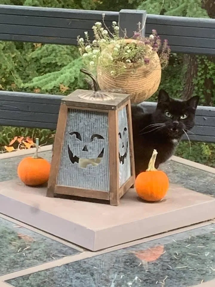 Lost cat in Portland, OR, 97230