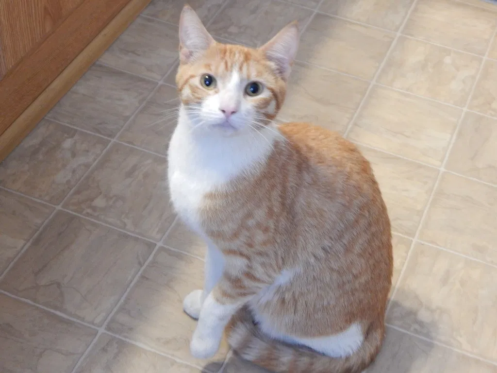 Lost cat in Gresham, OR, 97030