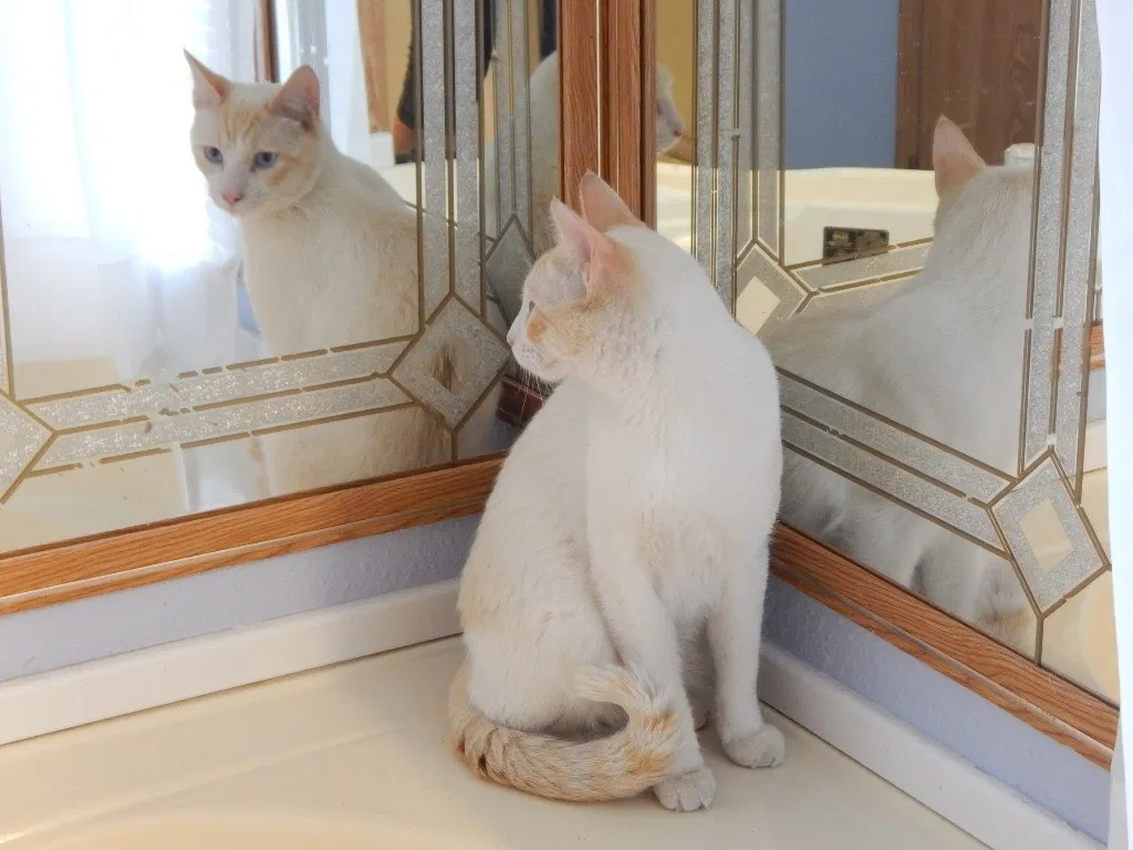 Lost cat in Gresham, OR, 97030