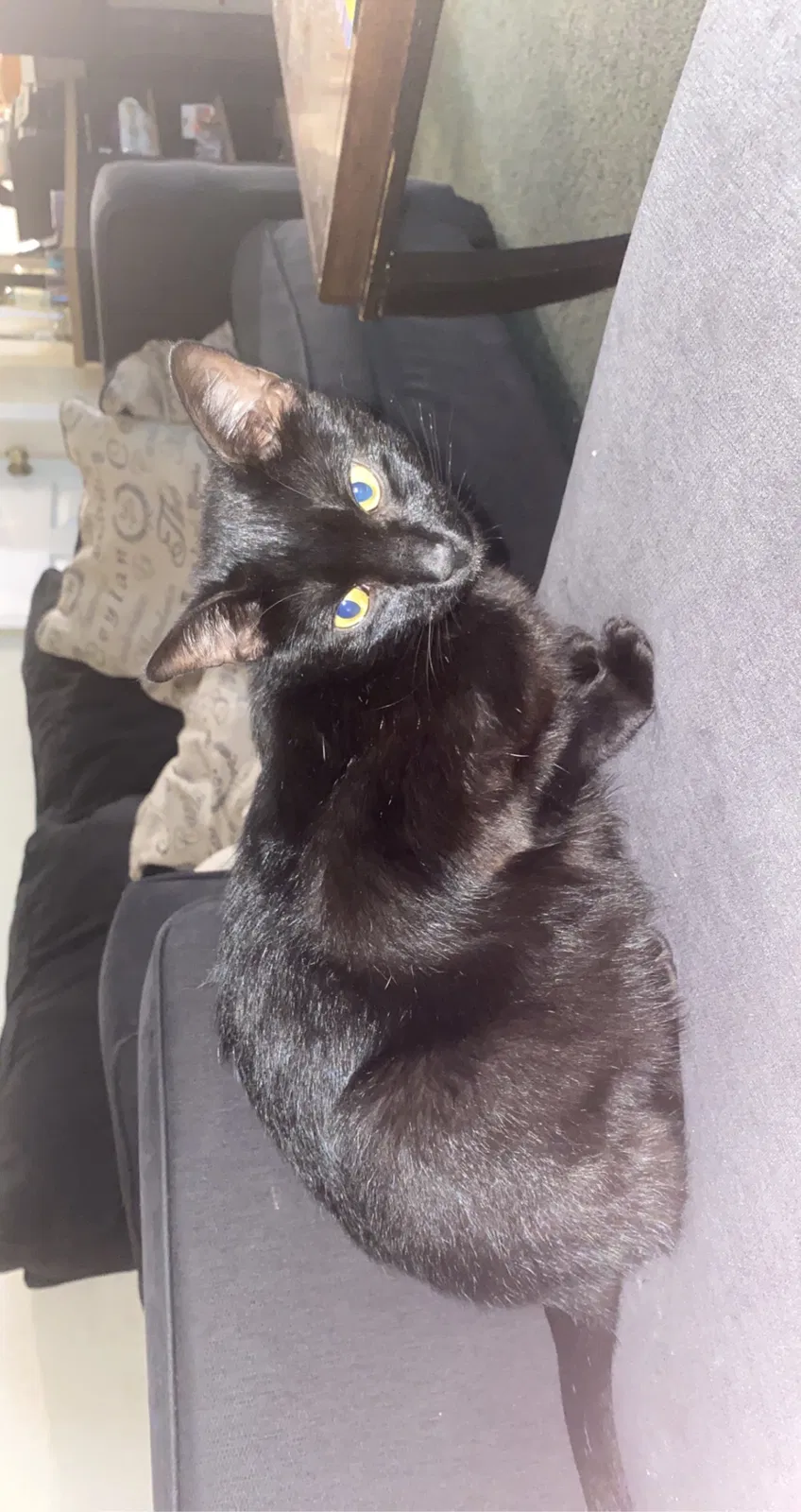 Lost cat in Cape Coral, FL, 33991