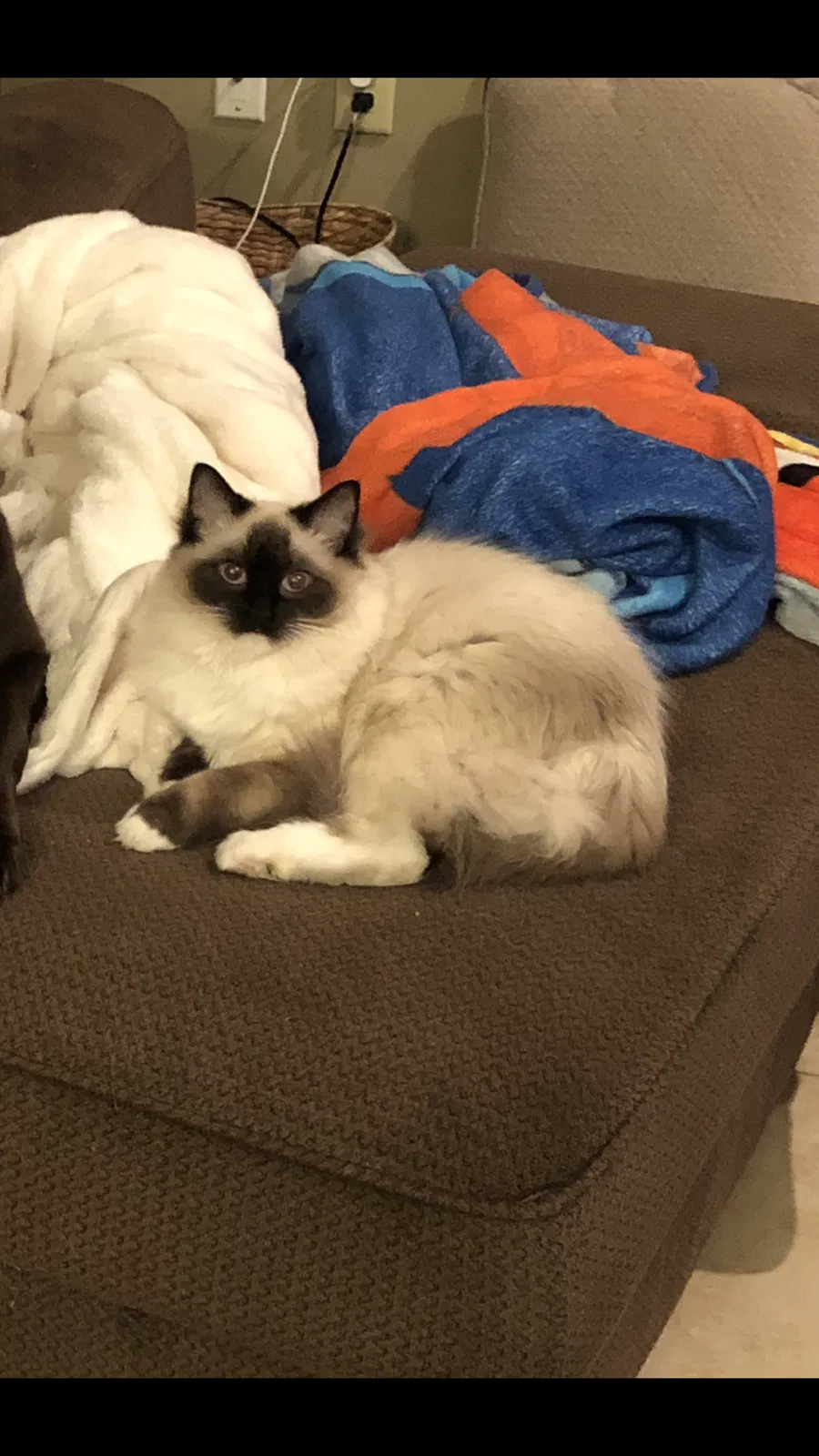 Lost cat in Edmond, OK, 73013