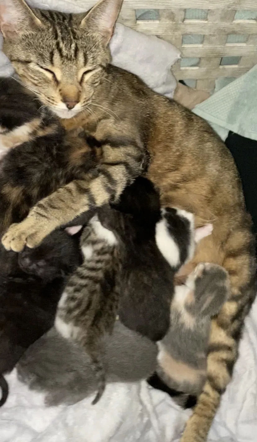 Lost cat in Austin, TX, 78745