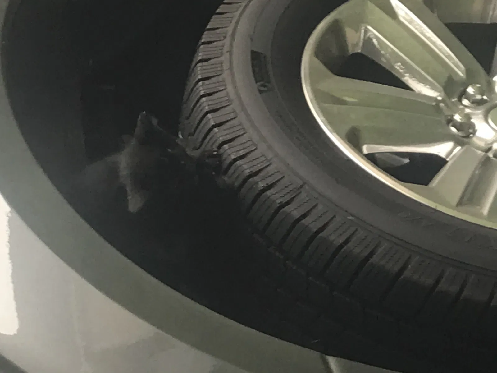 Found cat in Winston Salem, NC, 27107
