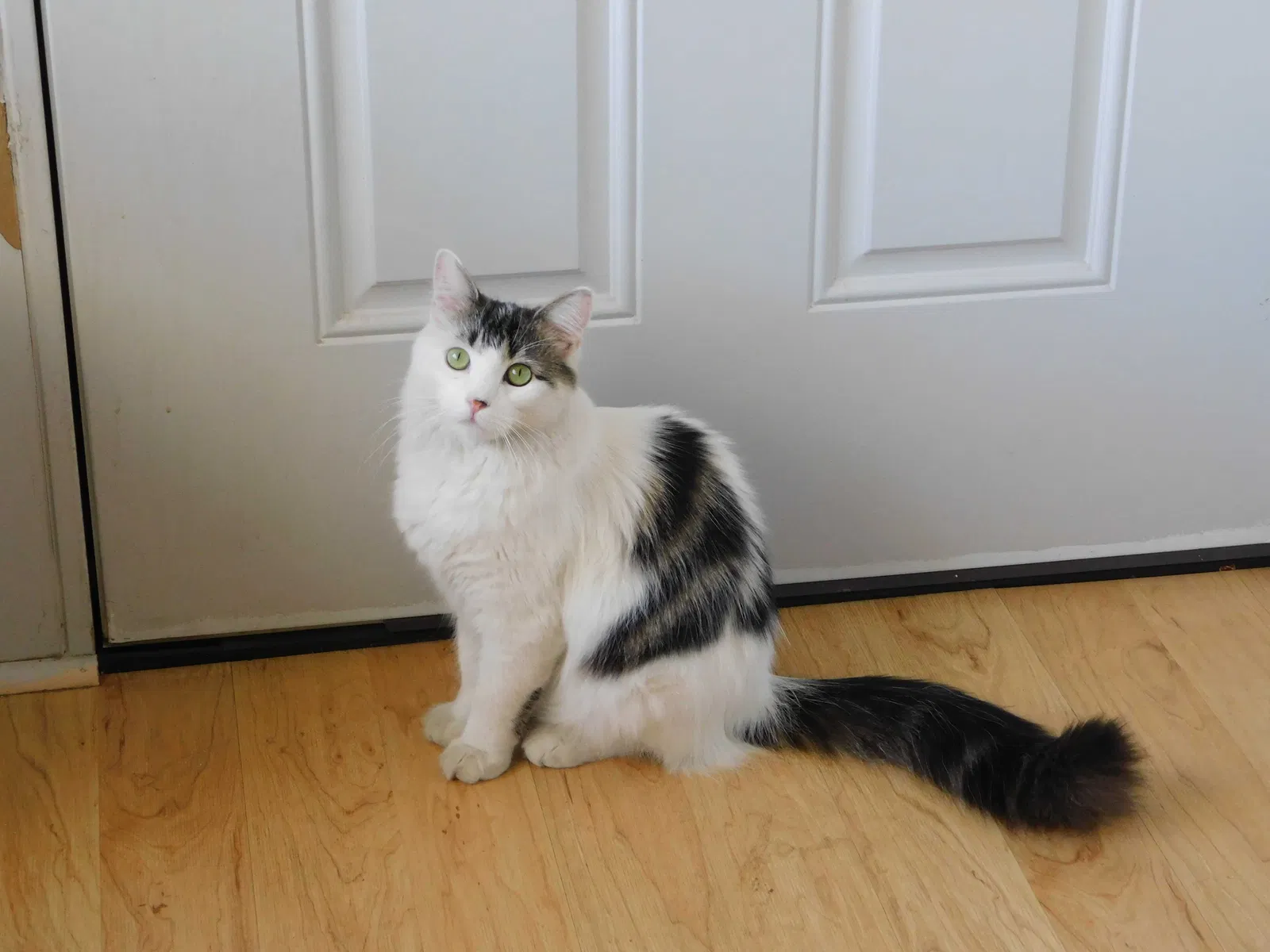 Lost cat in Oceanside, CA, 92054