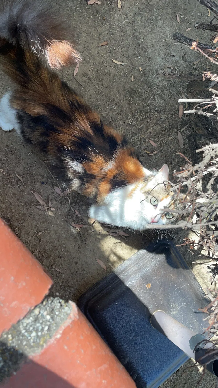 Lost cat in Diamond Bar, CA, 91765