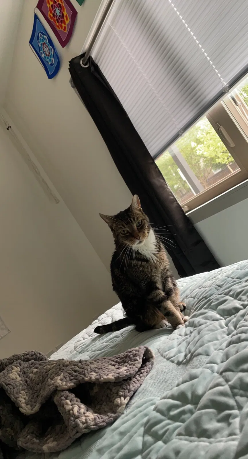 Lost cat in Olympia, WA, 98501