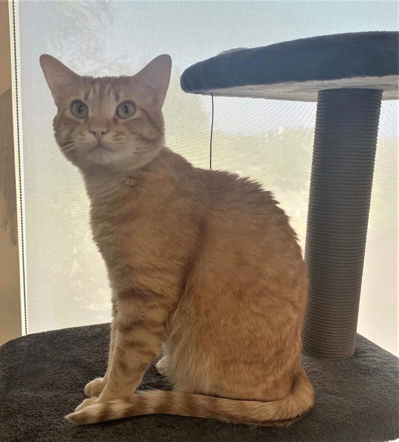 Lost cat in Novato, CA, 94949