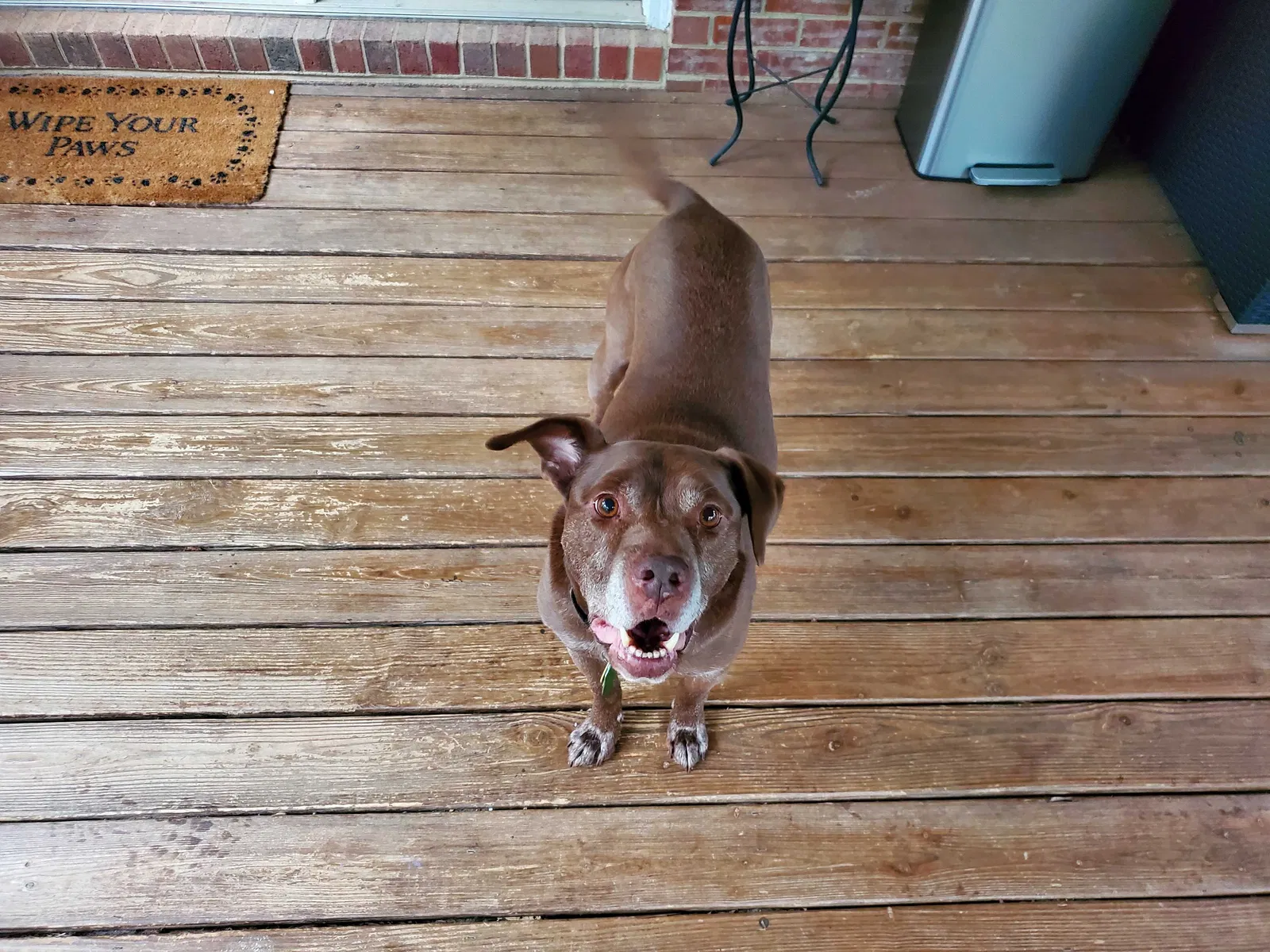 Lost dog in Charlotte, NC, 28216