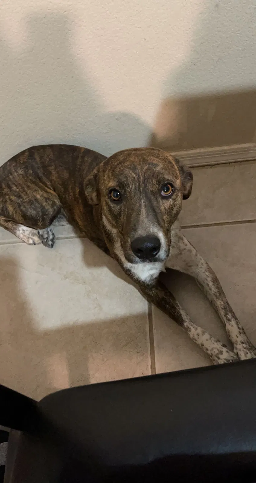 Lost dog in Mesa, AZ, 85207