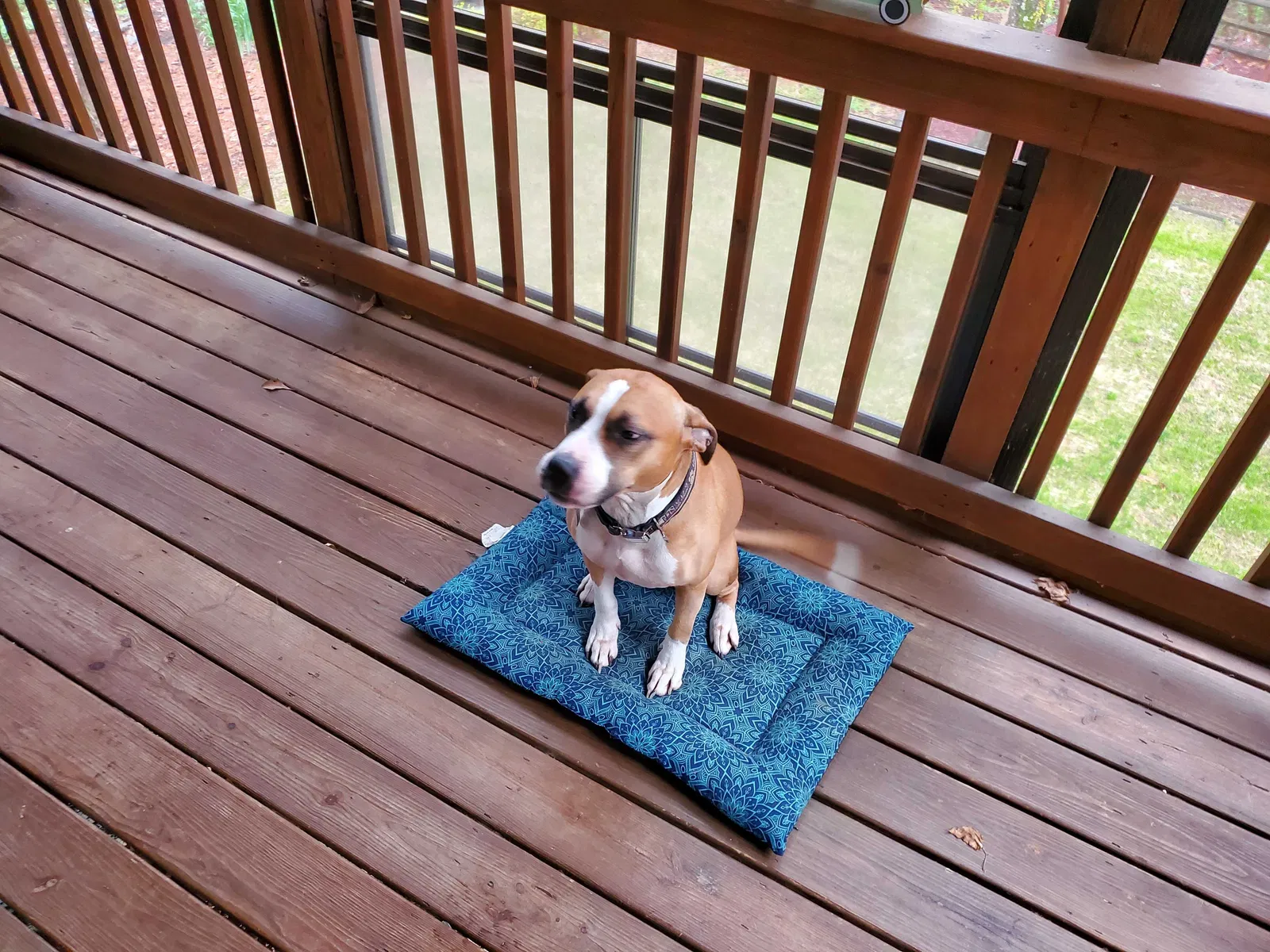 Lost dog in Charlotte, NC, 28216