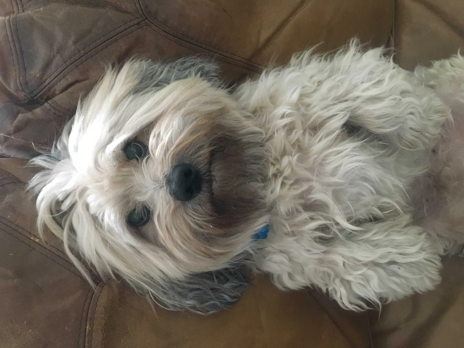 Lost dog in Auburn, WA, 98092