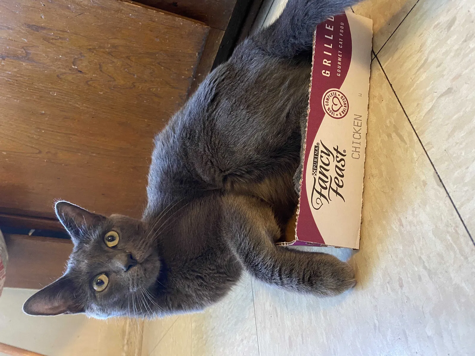 Lost cat in Sun Valley, CA, 91352