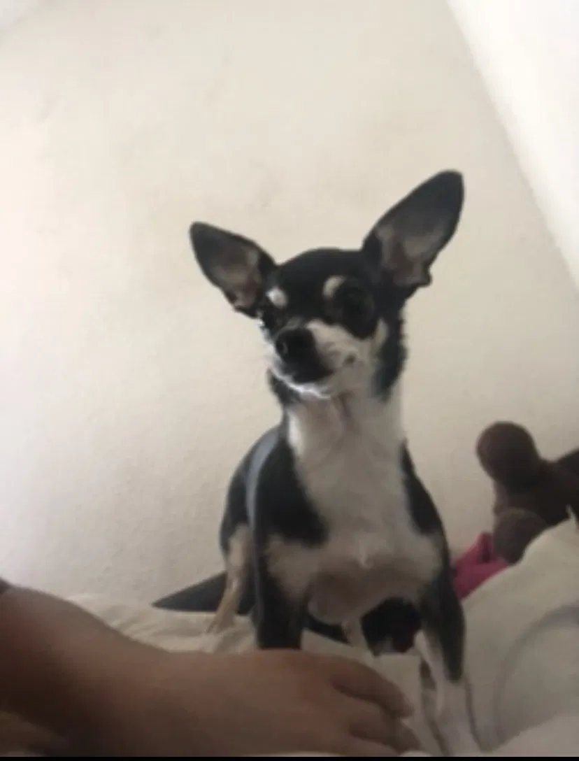 Lost dog in Wilmington, CA, 90744