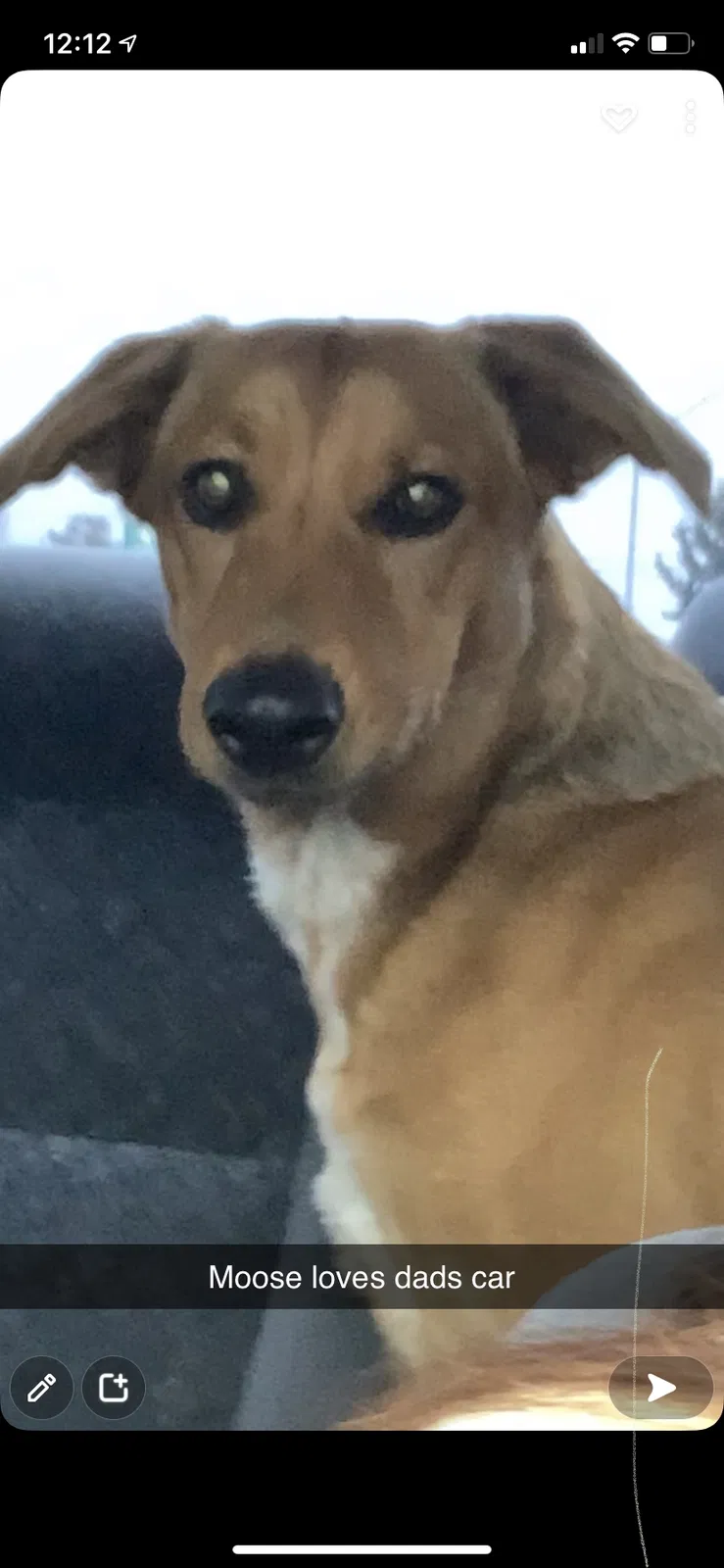 Lost dog in Chehalis, WA, 98532