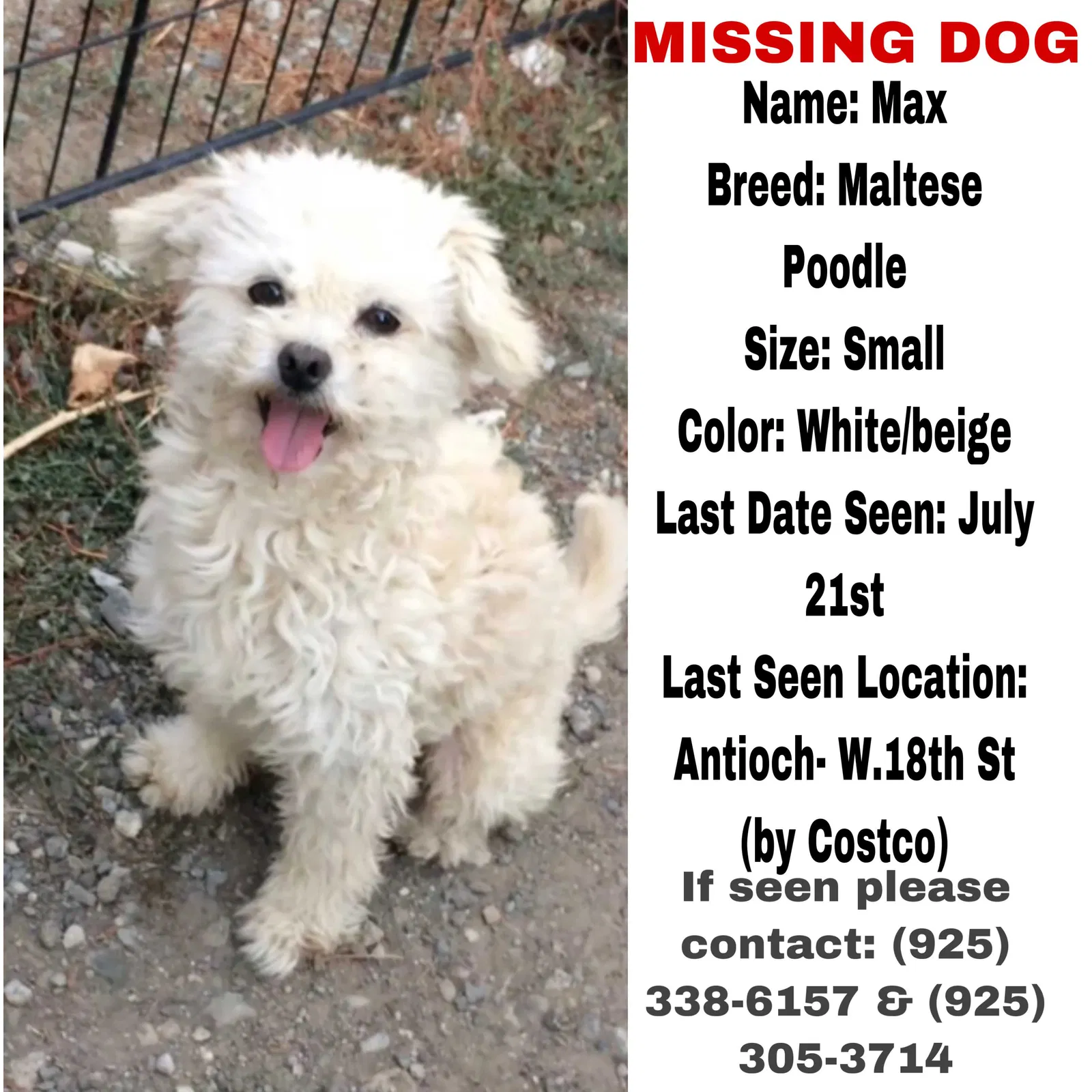 Lost dog in Antioch, CA, 94509