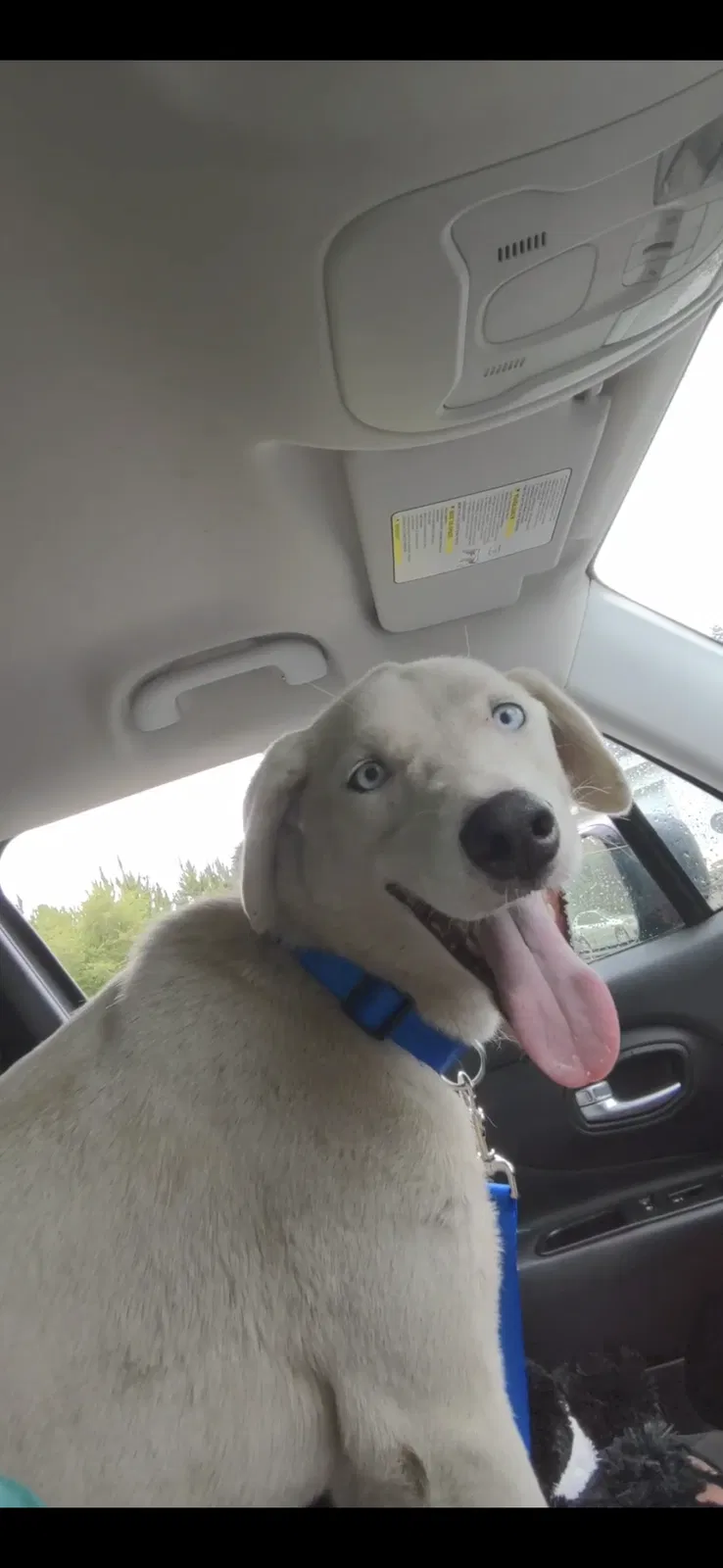 Lost dog in Folkston, GA, 31537
