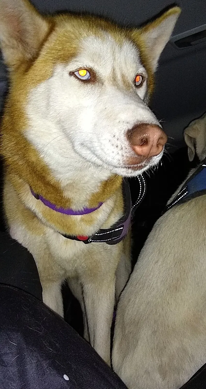 Lost dog in Folkston, GA, 31537
