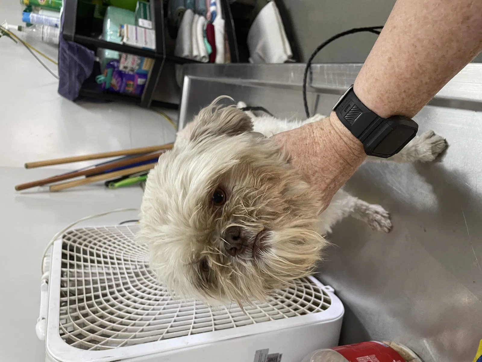 Lost dog in Lake Elsinore, CA, 92530