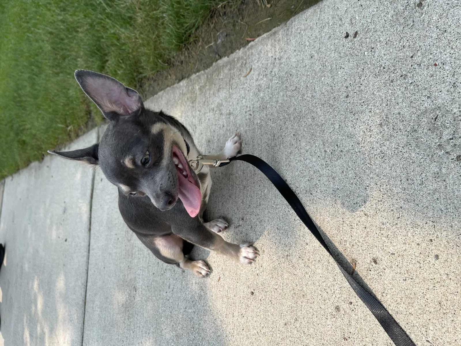 Missing Dog
