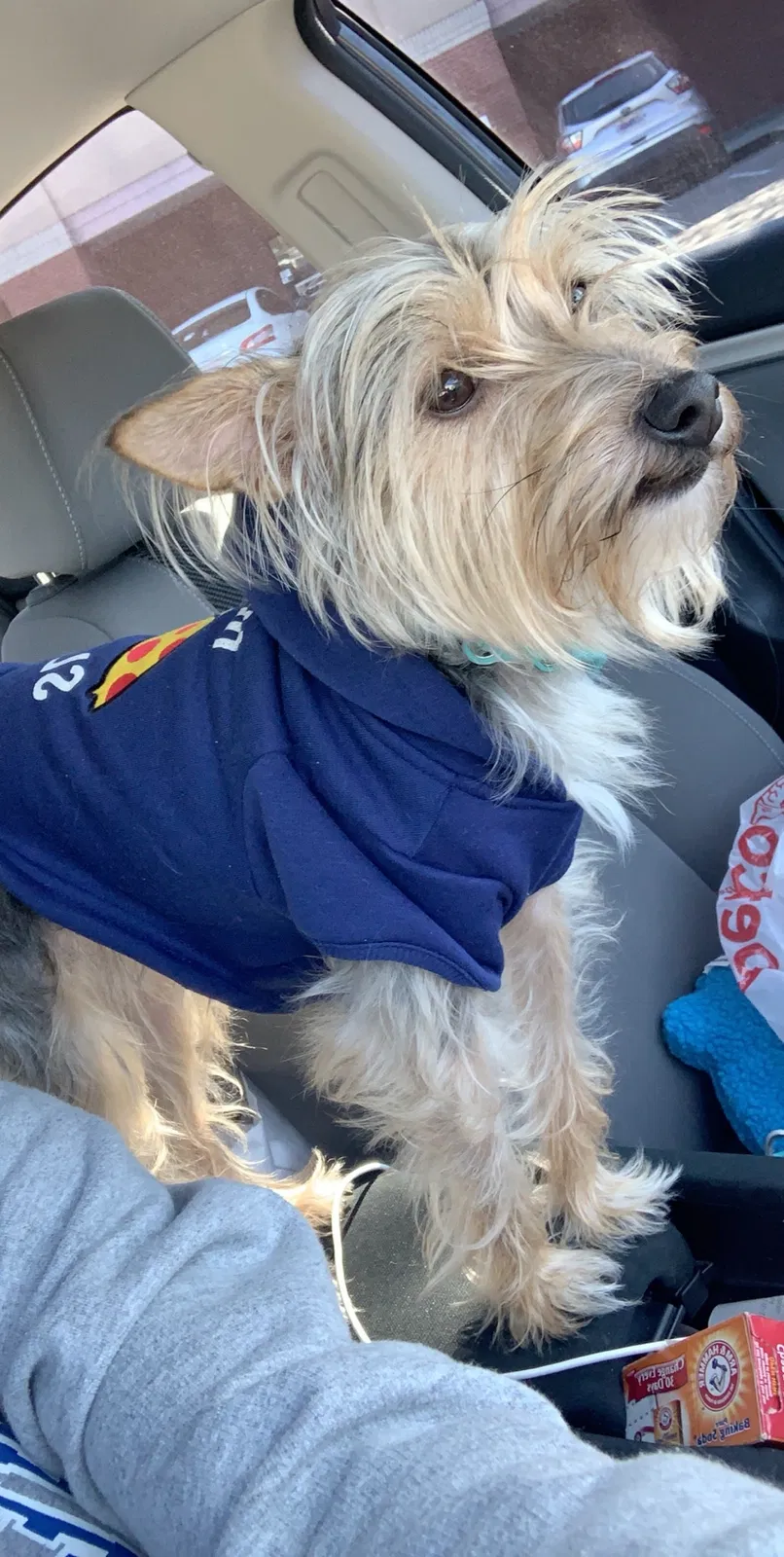 Lost dog in Memphis, TN, 38134