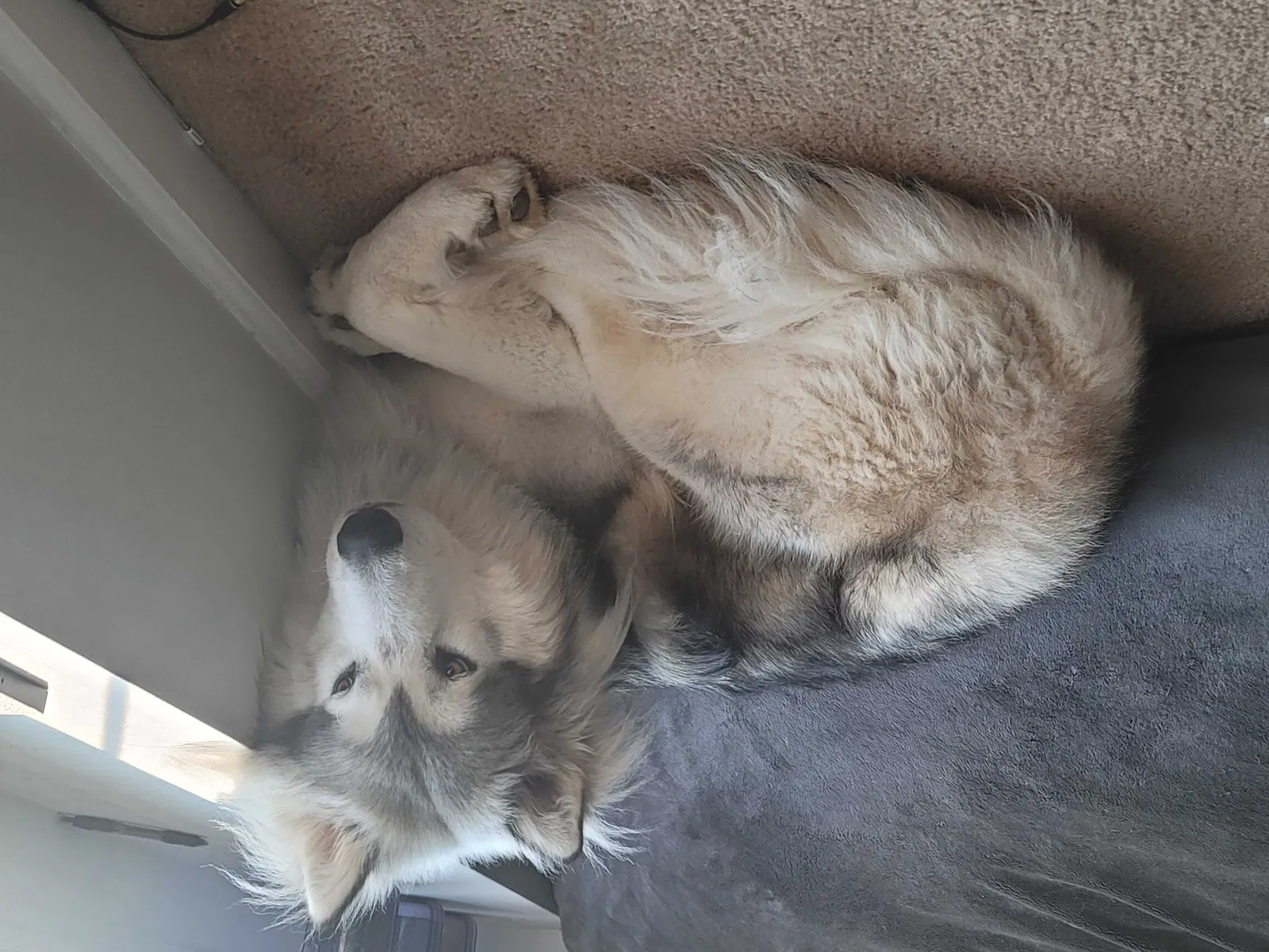 Lost dog in Monroe, NC, 28110