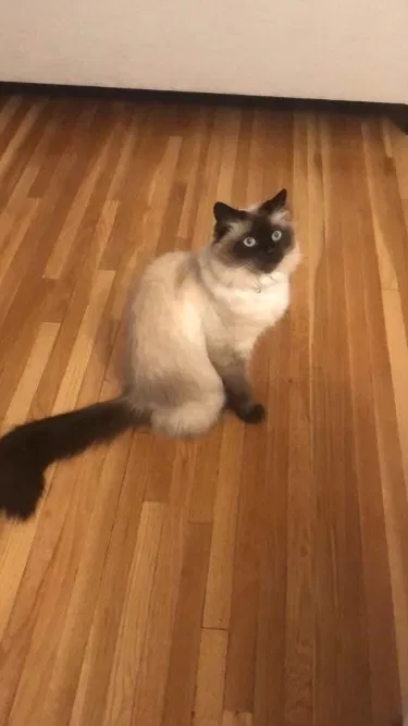 Lost cat in Whittier, CA, 90602