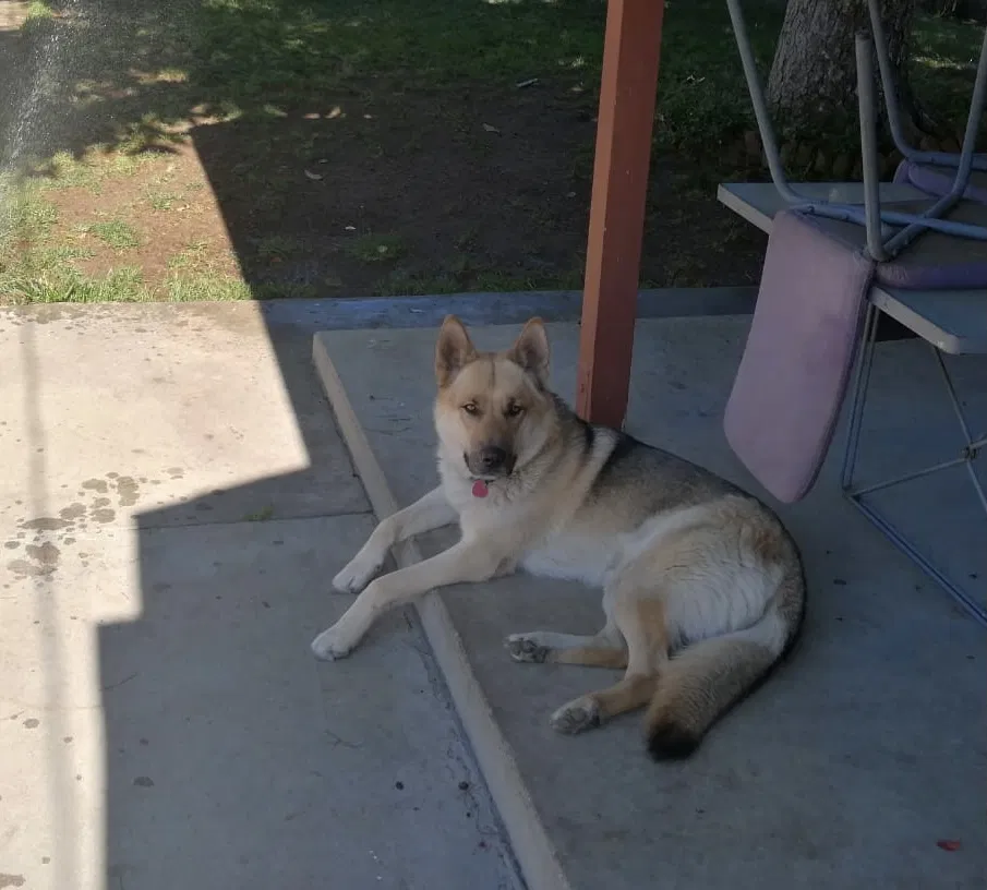 Lost dog in Santa Fe Springs, CA, 90670