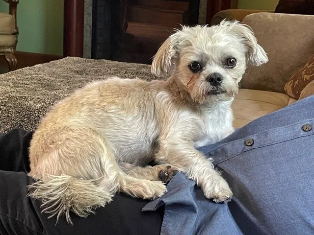 Lost dog in Columbus, MI, 48063