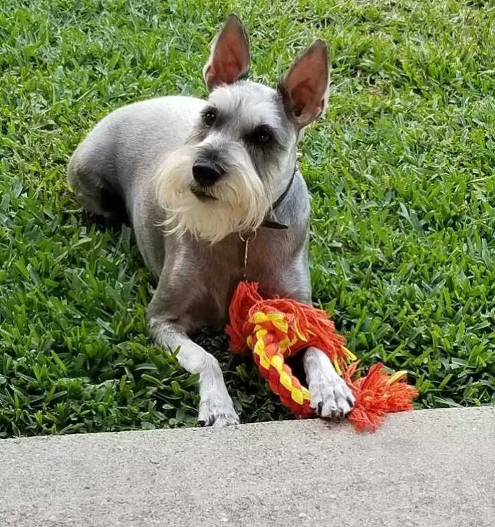 Lost dog in League City, TX, 77573