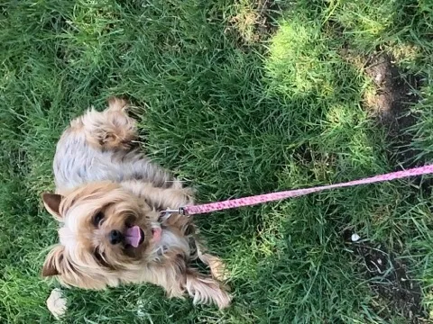 Lost dog in Riverside, CA, 92509