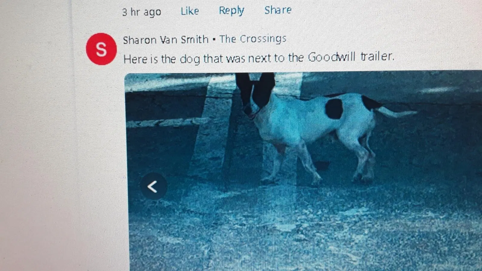 Lost dog in Miami, FL, 33186