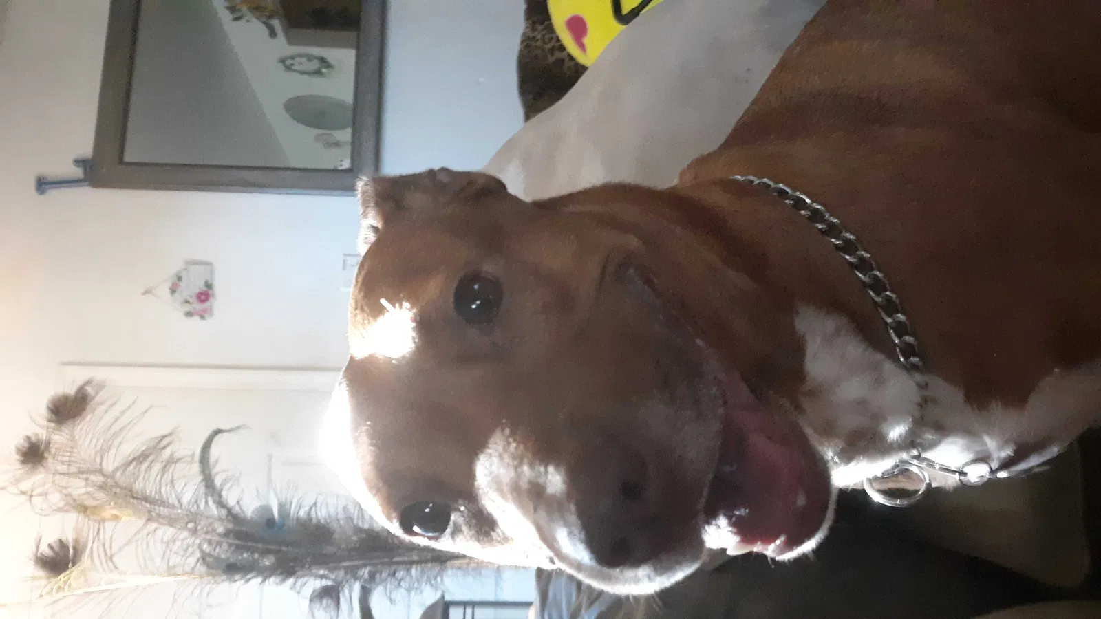 Lost dog in Hillsborough, NJ, 8844