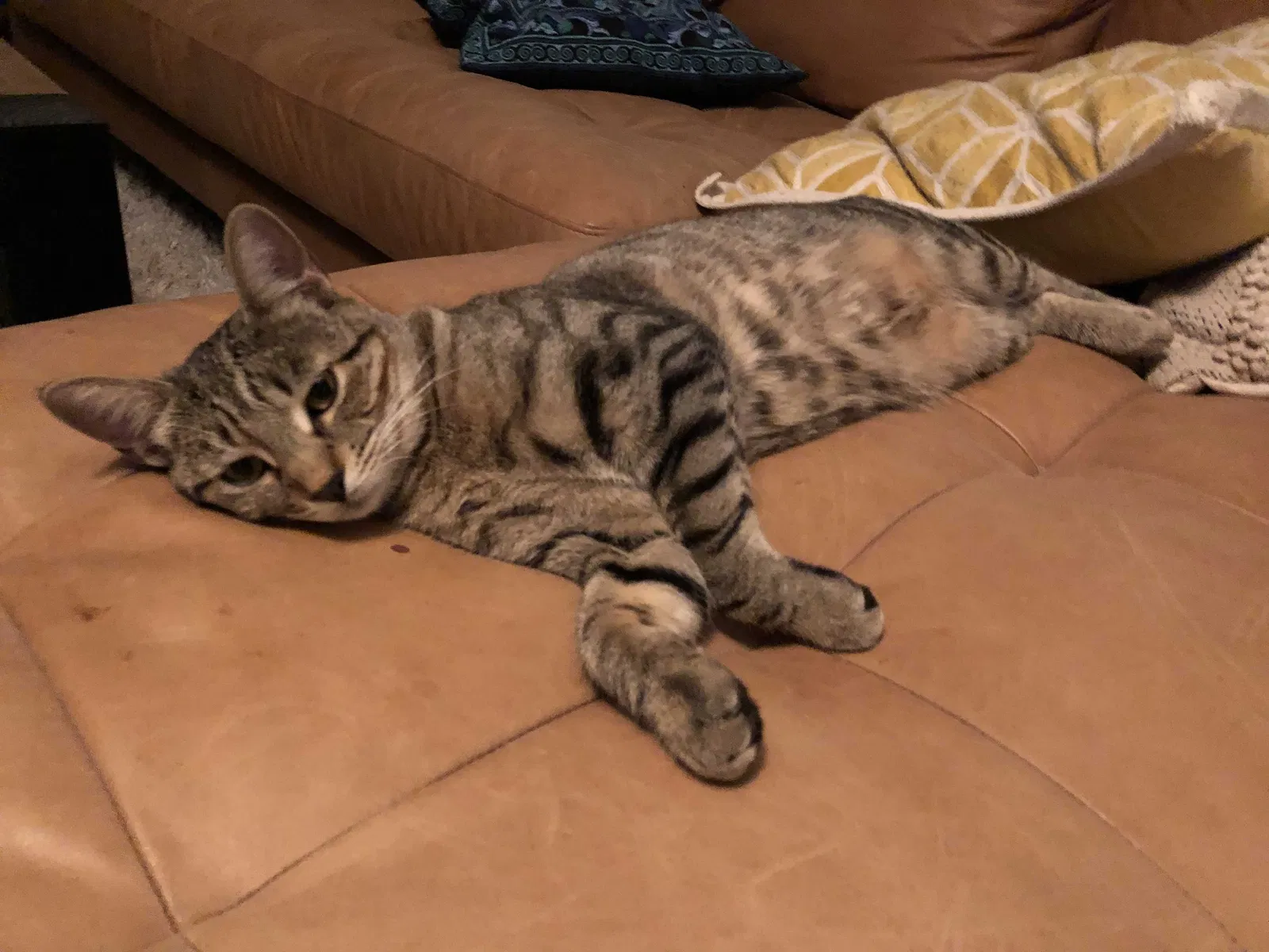 Lost cat in Joshua Tree, CA, 92252