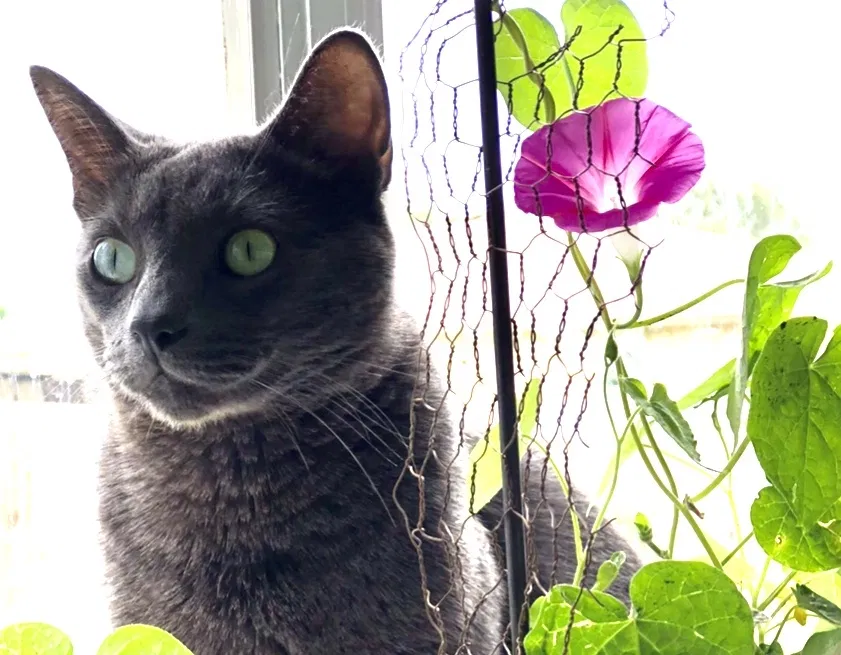 Lost cat in Killeen, TX, 76542