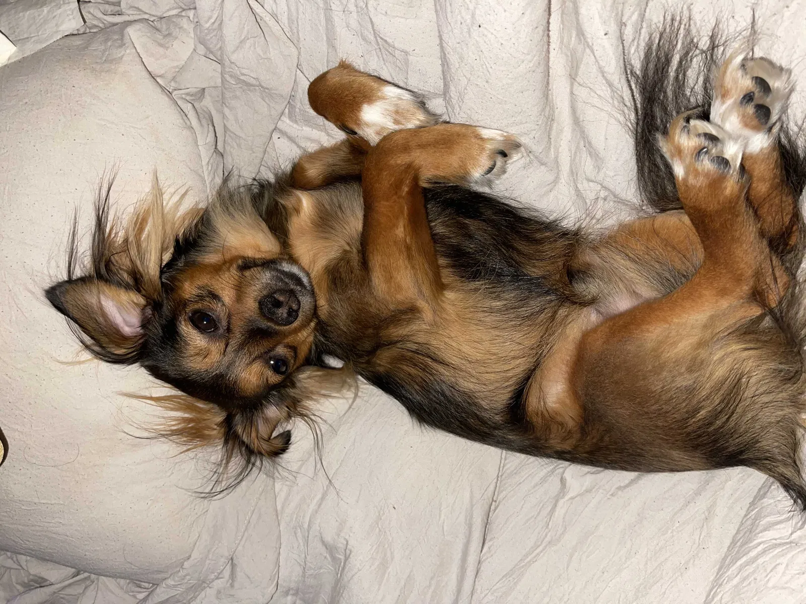 Lost dog in South Windsor, CT, 6074