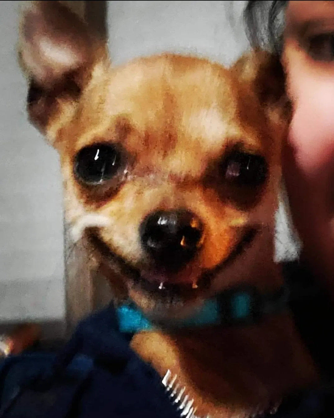 Lost dog in Victorville, CA, 92395