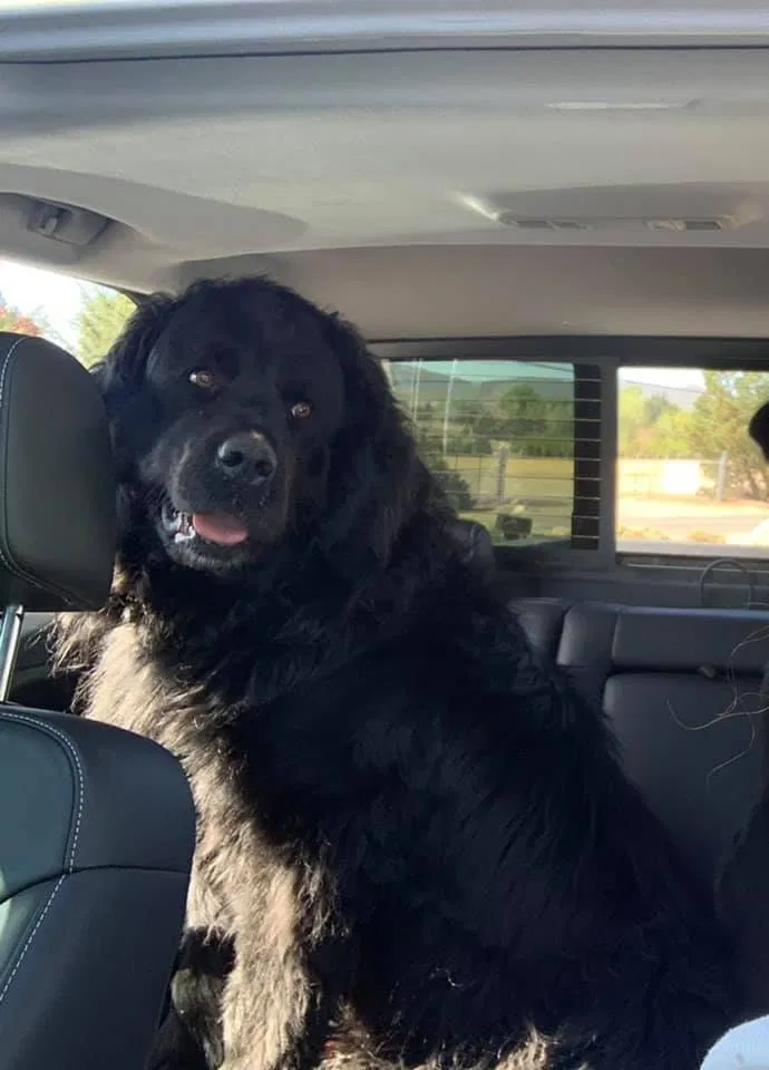 Lost dog in Reno, NV, 89509