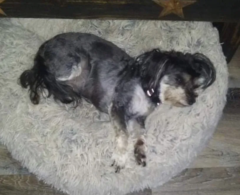 Lost dog in Junction City, OH, 43748
