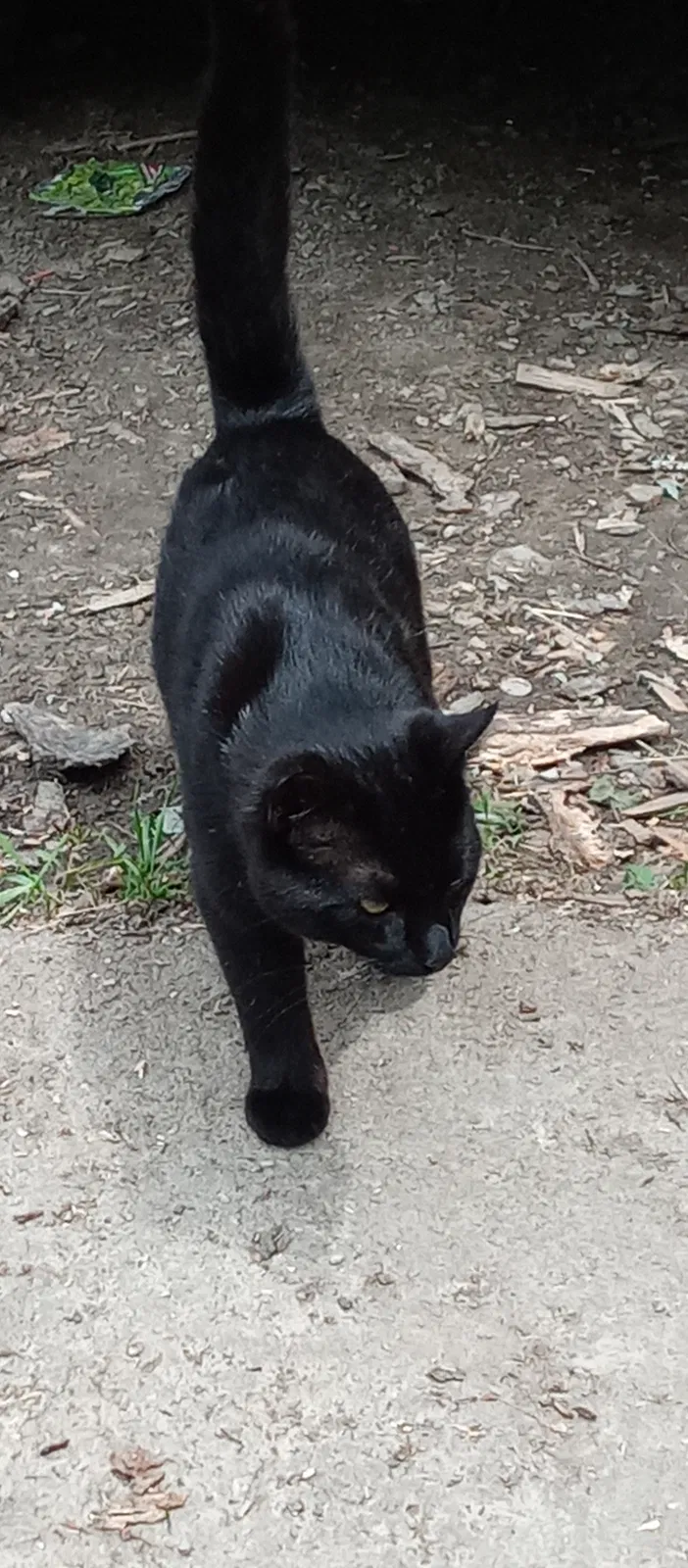 Lost cat in Greenville, PA, 16125