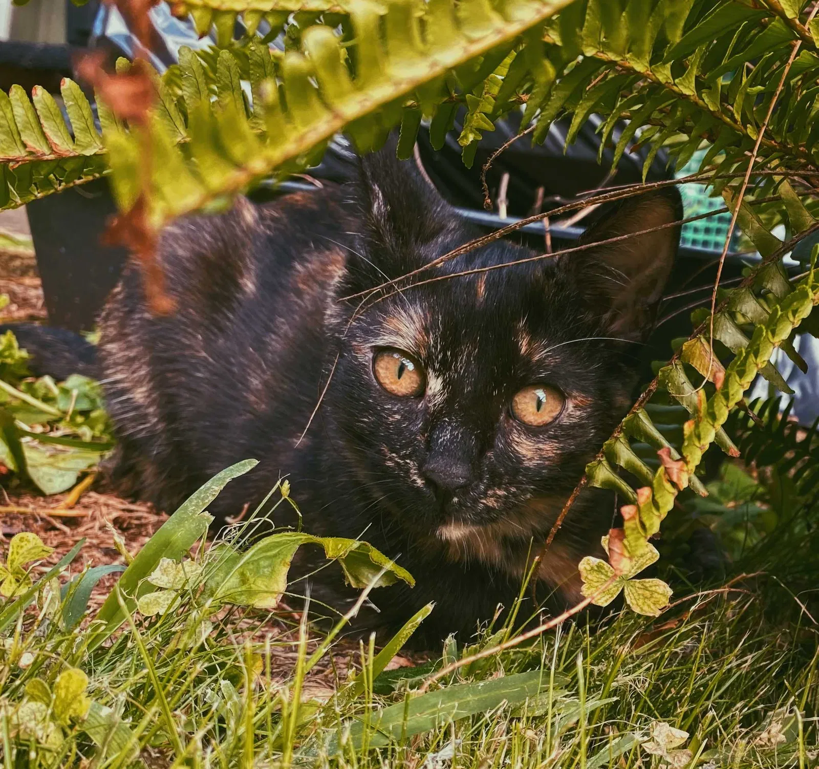 Lost cat in Mililani, HI, 96789