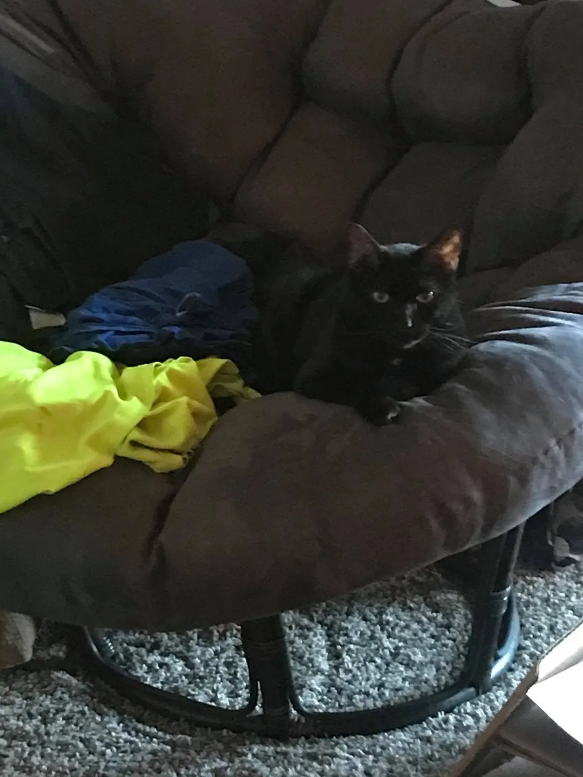 Lost cat in Winston Salem, NC, 27104