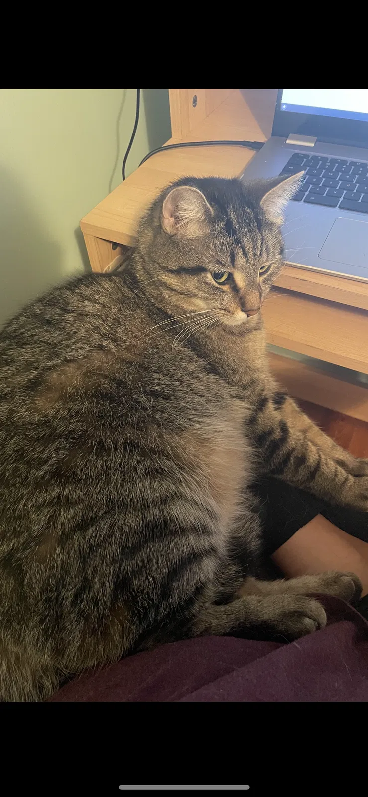 Lost cat in East Lansing, MI, 48823