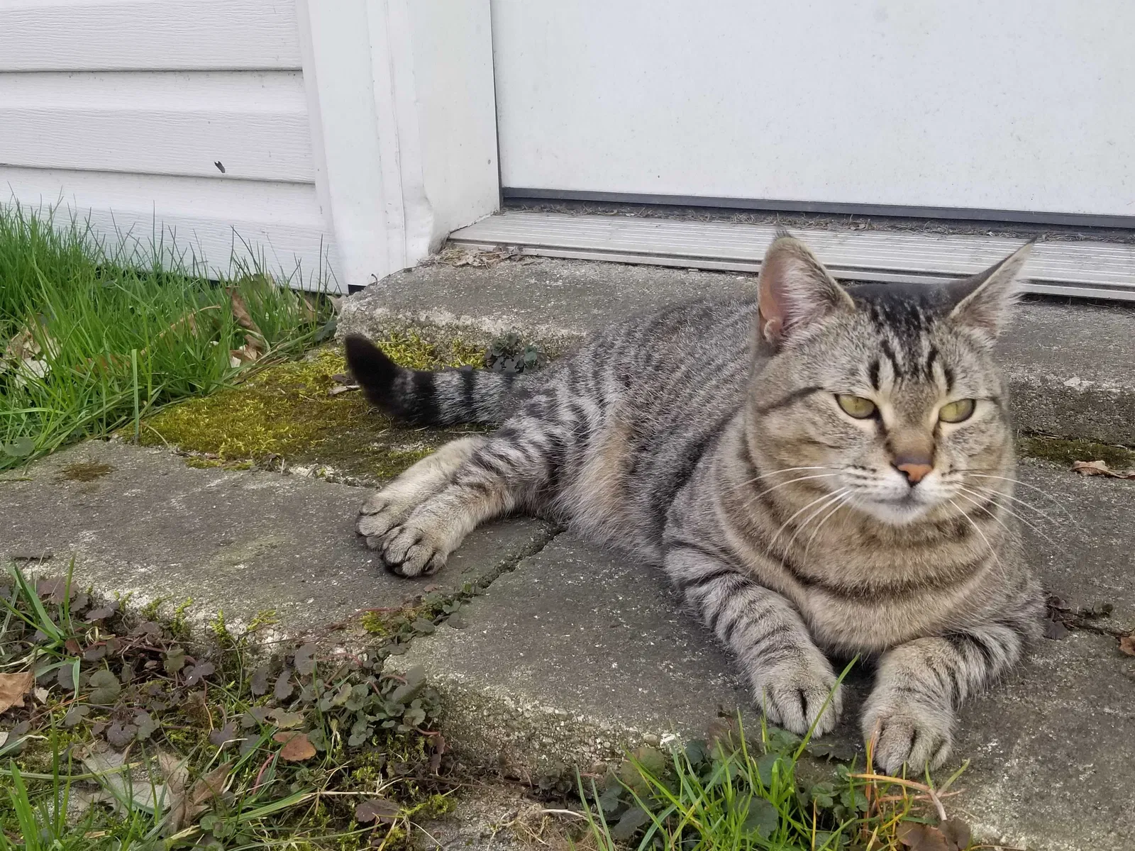 Lost cat in Lake Villa, IL, 60046