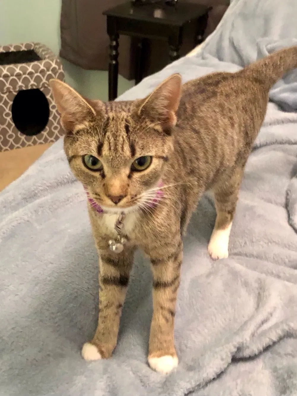 Lost cat in Fayetteville, NC, 28312
